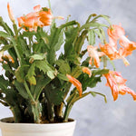 Live Salmon Christmas Cactus Live Plant 4–6 Inches Tall, Winter Blooming False Thanksgiving Cactus Well Rooted, Flowering Houseplant for Home and Office