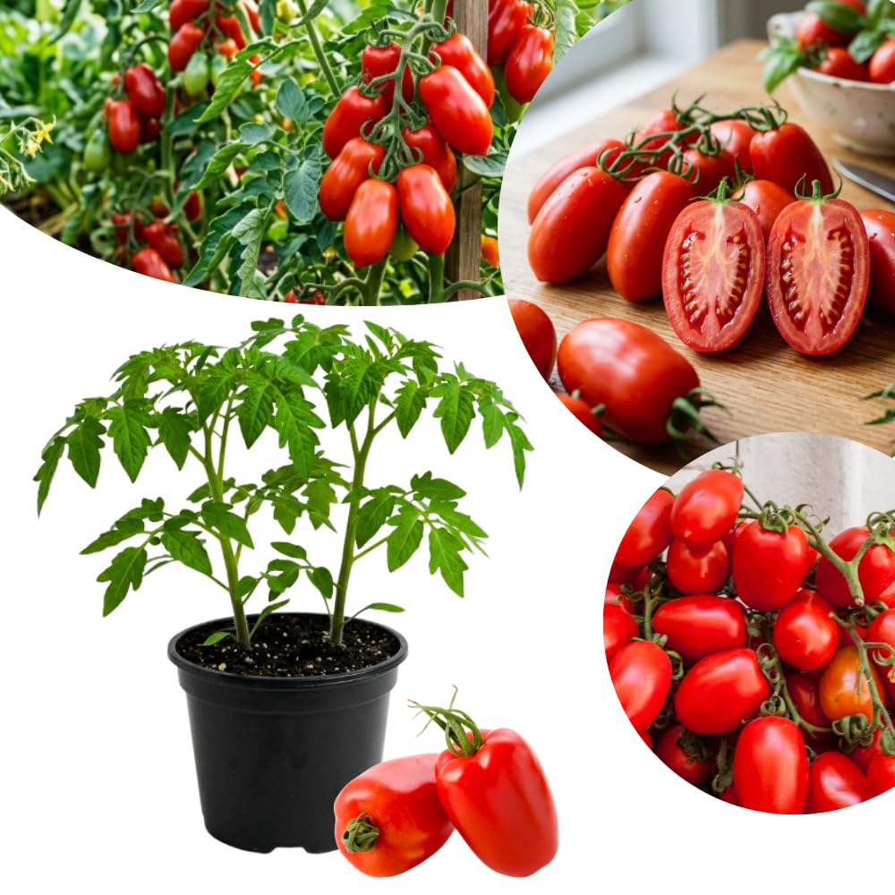 2 Long Red Tomato Plants, 6-8 Inc Tall, Live Tomato Plants for Planting