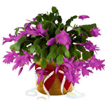 Christmas Cactus Plants Live, Flowering Thanksgiving Cactus with Vibrant Blooms, 4-7'' Tall, Easy-Care Indoor Houseplant (Purple Blooms)