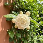 Duke Jasmine Plant Live 4-7 Inches Tall, Fragrant Flowering Vine for Garden, Patio Containers and Indoor Growing