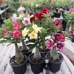 Pack 2 Assorted Desert Rose Plants Live, Hardy Adenium Obesum Succulent, Vibrant Blooms for Indoor and Outdoor 4-7 Inch