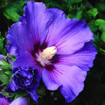 1 Rose of Sharon Plant Live, in Pot, Althea Hibiscus Syriacus Flowers 6 to 14 Inch Tall (Purple Rose of Sharon)