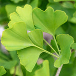 5 Ginkgo Tree Seedlings 6–12 Inches, Live Hardy Shade Tree, Fan-Shaped Leaves, Outdoor Garden Plant