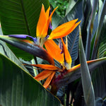 2 Orange Bird of Paradise Live Plants, Strelitzia Reginae Well-Rooted Tropical Perennial Blooming, 5-9 Inches Houseplant Decor Indoor Outdoor, No Pot