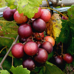 2 Muscadine Grape Vines Live Plants, Grape Plants Live for Planting, 4 to 7 Inc Tall