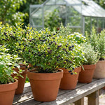 Huckleberry Tree Live in 4 Inch Pot, Berry Fruit Plant for Garden, Patio Containers and Backyard Growing, 4-6 Inches