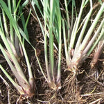Combo 5 Big Lemon Grass Plants for Outside, Lemongrass Plants Live, No Pot, Well Rooted, Trim Back, Fresh Fragrant Lemon Grass Stalks Plants for Outside Live