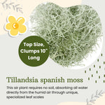 Fresh Spanish Moss Live Air Plant Tillandsia Decorative Garden Craft Basket, 2 Clumps 10-12" Long