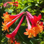 2 Major Wheeler Honeysuckle Plants Live for Planting, Fragrant, Easy to Grow, Perfect for Landscaping, No Pot, Ideal for Trellises Fences, Climbing or Bush, Rooted Cutting 8-12", Dormant No Leaf