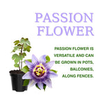 Pack 2 Passion Flower Plants, Mixed Passiflora Vine Flowering Plant 4-7 Inch Tall, Indoor Outdoor Planting