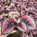 2 Live Begonia Angel Wing Maculata Set, Size 5-9 Inch Tall, Red Polka Dot Begonia Plants, Indoor Outdoor Decorative Houseplants