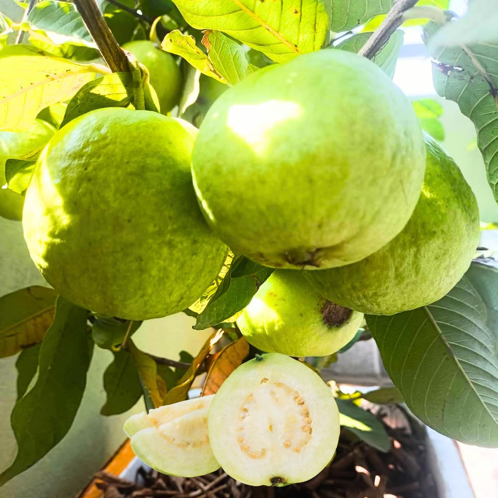 Sweet White Guava Tree Live Plant for Outdoor Planting, Tropical Fruit Tree Fragrant and Sweet, Starter Size, 5-9" in Tall