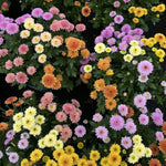 3 Assorted Mum Plants, Mix Chrysanthemum Live Plant for Planting, Size 4 to 6 Inch Tall, Vibrant Blooms, Perennial Mum Garden Live Plants