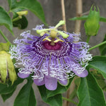 Pack 2 Passion Flower Plants, Light Purple Passiflora Vine Flowering Plant 4-7 Inch Tall, Indoor Outdoor Planting