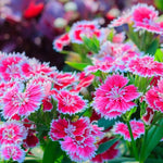 Set 6 Mixed Dwarf Dianthus Perennial Plants Live, Dianthus Live Plants for Outside Planting, Pink White Red Dianthus Color, Dianthus Flower Plant Live, Zones 3 to 9