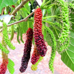 Mulberry Plant Live for Planting 5 to 8 Inch Tall, Sweet Mulberry Fruit Tree, Mulberries Seedling (Pakistan Mulberry)