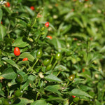 2PPP Chiltepin Pepper Plants Live, Hot Chili Pepper Plants, 4-7'' Tall