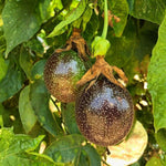 Red Passion Fruit Plant Live 1.5-2 Feet Tall, Passiflora Edible Fruit Vine in Gallon Pot, Tropical Climbing Plant for Trellis, Garden or Patio