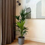 Palm Tree Plant, Live Tropical Palm Tree, Fully Rooted in 3 Gallon Pot, Ready for Outdoor Planting (Dark Green Palm)