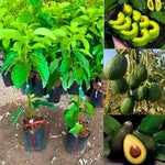 HASS Avocado Tree Live Plant, 1 Year Old Seedling, 8–16” Tall in Half Gallon Pot, Avocado Starter Plant for Outdoor Growing, No CA