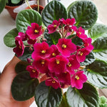Red African Violet Live Plant in 4” Pot, Blooming Indoor Houseplant, Easy Care Flowering Plant for Home or Office Décor