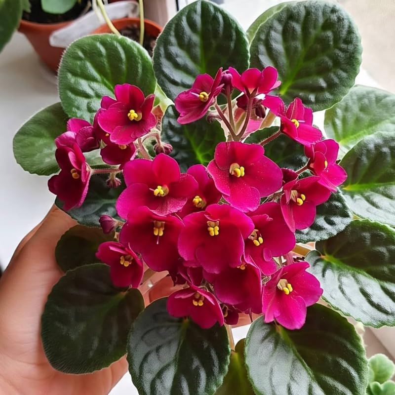 Red African Violet Live Plant in 4” Pot, Blooming Indoor Houseplant, Easy Care Flowering Plant for Home or Office Décor