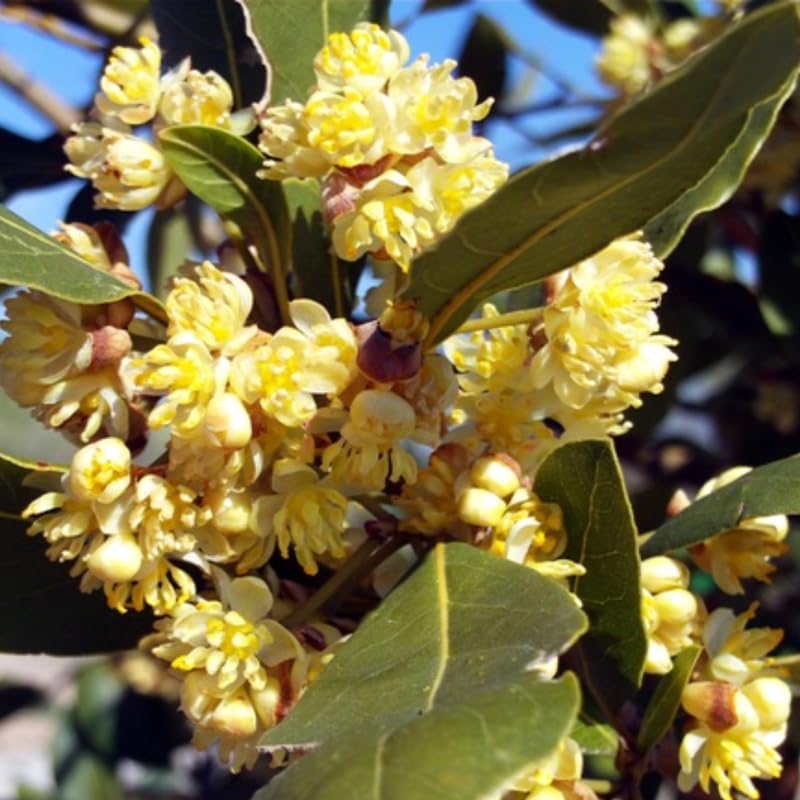 Bay Leaf Trees Live Plants, Laurus Nobilis Trees Live Plants, Sweet Bay Plant Live, Fragrant Bayleaf Tree, Laurel Bay Leaves Bare Root, 5-9" Well-Rooted Plant Live