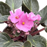 Pink African Violet Live Plant in 4” Pot, Blooming Indoor Houseplant, Easy Care Flowering Plant for Home or Office Décor