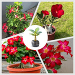 Pack 2 Red Desert Rose Plants Live, Hardy Adenium Obesum Succulent, Vibrant Blooms for Indoor and Outdoor 4-7 Inch