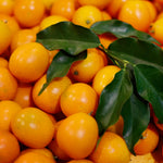 Meiwa Kumquat Tree Live Plant for Planting, Sweet Kumquat Fruit Tree 1 Gallon Pot, Citrus Fruit Plant, Suitable Patio and Garden