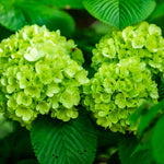 Set 2 Hydrangea Live Plants, Lime Green Hydrangea Bushes Shrubs Trees Live Plants in 4” Pot, Live Hydrangea Well Rooted for Planting