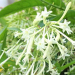 3 Night Blooming Jasmine Plants Live, 5 Inches 6 Inches Tall, Live Fragrant Jasmine Plant