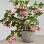 Pink Abutilon Live Plant 4–7 Inches Tall, Flowering Lantern Plant for Indoor Outdoor Garden, Ornamental Flower Plants for Patio Containers or Garden Beds