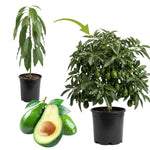 Live Green Avocado Tree Plant in 3 Gallon Pot, Cold Hardy Avocado Tree 2-3 Ft Tall, Ready to Bear Fruits