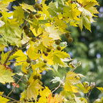 Live Sycamore Tree in Quart Pot, Hardy Shade Tree for Growing Outdoor, Dormant in Winter