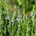 Set 3 Rosemary Plants Live, Blue Rosemary Live Herbs, 4-6 Inch Tall Well Rooted Plants