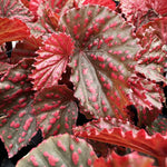 3 Packs White Pink Spot Begonia Angel Wing Maculata Live Plants, 5-9 Inch Tall, Indoor Outdoor Polka Dot Begonia