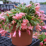 2 Salmon Christmas Cactus Plants, Thanksgiving Cactus 3-6 Inch Tall, Winter Succulents Flowers Container Hanging Basket Indoor Outdoor Planting