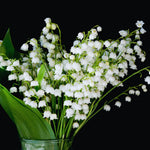 5 Lilies of The Valley Bulbs Rhizomes, Lily of The Valley Bulbs for Planting, Perennial Flower Bulbs Garden