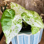 Set 2 Variegated Alocasia Live Plants for Planting, 5 to 7 Inc Tall, Indoor Houseplant Alocasia Plant Live, No Pot, Alocasia Colocasia Taro Plants for House Plants