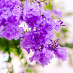 Purple Jacaranda Tree Live Plant, Jacaranda Plant Fully Rooted 6-12'' Tall, Vibrant Flowering Tree for Indoor Outdoor Gardens