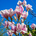 Magnolia Plant Live 6 to 12 Inches Tall, in 2.5 Inches Pot, Magnolia Tree Live Plant, Fragrant Magnolia Flowers (Saucer Magnolia)
