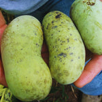 Pawpaw Tree Live Plant, Paw Paw Tree Live Plant, 6 to 12 Inc Tall