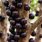 Black Jaboticaba Tree Live Plant, 1 Feet Tall, Tropical Fruit Tree for Garden, Patio Pots