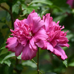 2 Mixed Althea Plants Seedlings 6–12 Inches, Hardy Flowering Hibiscus Bare Roots, Winter Dormant