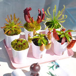 3 Mix of Green, Red Fly Trap Live Plants and Pitcher Plant Nepenthes, Exotic Tropical Collection, Starter Size, Each Type One Plant