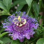 Deep Purple Passion Flower Plant Live, Passiflora Flowering Vine, Trailing Passion Flowers 4 to 8 Inch Tall