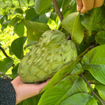 Cherimoya Sugar Apple Tree Live Plant, 2-3 Ft in One Gallon Pot, 2 Years Old Tree Annona Squamosa Soursop Like, Outdoor Spring Tropical Fruit Planting, No CA