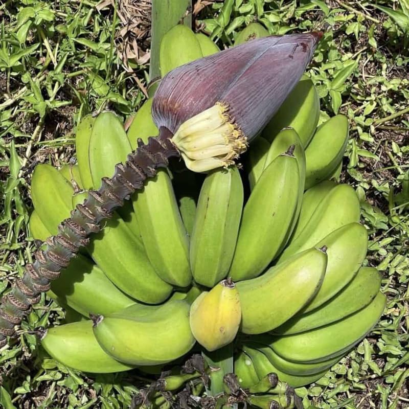 Banana Plant Live, Banana Tree Live Plant, Hardy Banana Fruit Seedling 4 to 8 Inch Tall, Indoor Outdoor