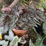 Set of 2 Begonia Angel Wing Maculata Live Plants, 5-9 Inch Tall, Summer Polka Dot Begonia for Home and Garden Decor